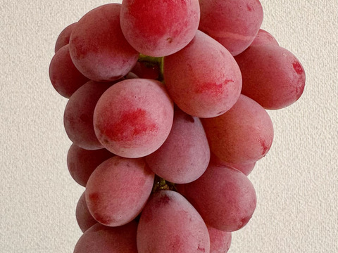 クイーンニーナ | 農研機構