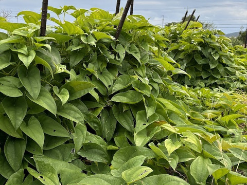 南国鹿児島の粘り気たっぷり！「山芋」ダイジョ 1kg