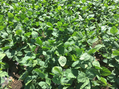 枝豆:「湯上がり娘」900g味には自信が有ります！濃厚な味😋「当日収穫/当日出荷！」