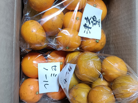 柑橘食べ比べ　　8品種　箱込み6㎏前後