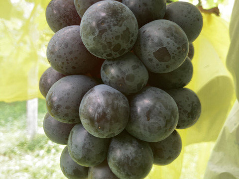 【朝どれ】【採れたて新鮮！！】ブラックビート約1kg