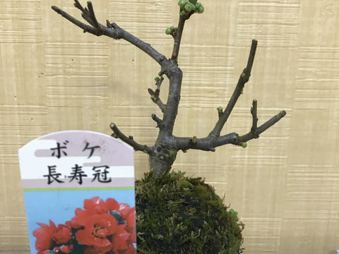 〜優しい空間を〜　苔玉　木瓜（紅色系）