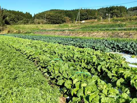 旬の野菜セット約8～10種類（農薬化学肥料不使用）