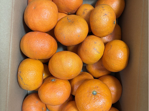 甘平　訳あり5kg　愛媛県産