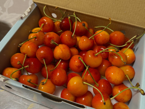 さくらんぼ【紅秀峰】500g
