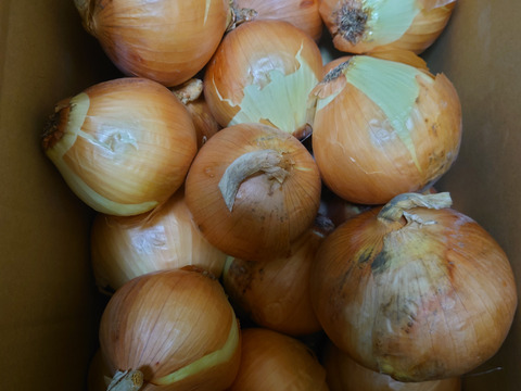 【特別価格】【訳あり】淡路島産玉ねぎ5kg