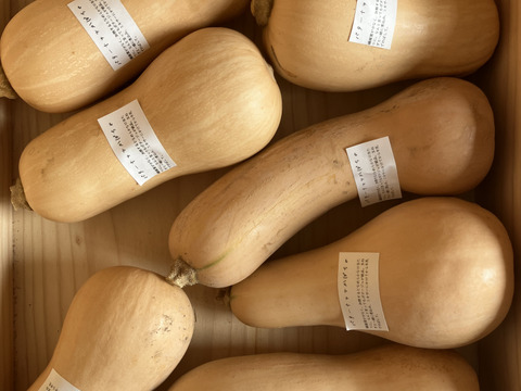 濃厚なコクと甘み♪バターナッツかぼちゃ（約1.8kg（３～５個））