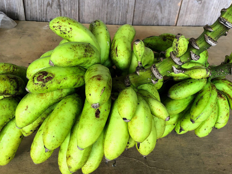 【数量限定】めっちゃフルーティー！やんばるの島バナナ1kg（農薬・肥料不使用）