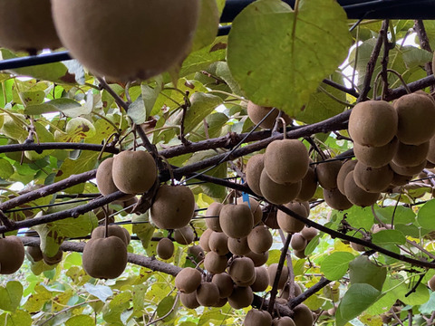 ご家庭用｜八女産アップルキウイ約3kg（30～35個）農薬・化学肥料不使用