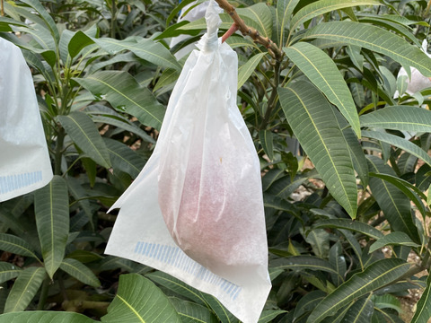 ★数量限定★沖縄県産マンゴー　2kg（3~6玉）！