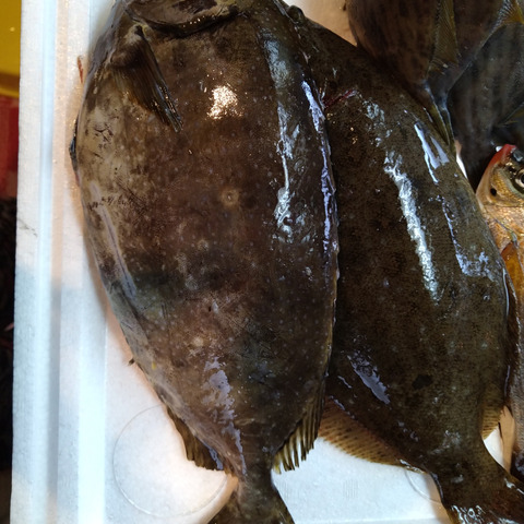 小豆島の海の恵み 旬のお魚お任せ鮮魚ハーフセット ５ ７匹 香川県のレビュー一覧 食べチョク 農家 漁師の産直ネット通販 旬の食材を生産者直送