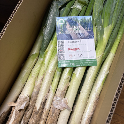 深谷ねぎ3kg 土付き 鏡農園：埼玉県産のホワイトスター｜食べチョク