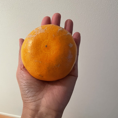 予約特価】やまの実農園の訳ありせとか3kg(ご家庭用)：愛媛県の