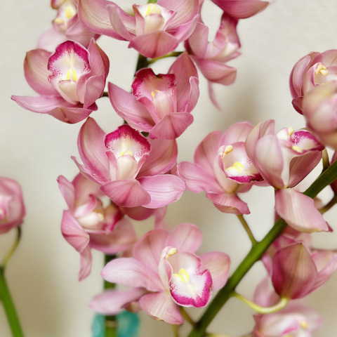 切り花3本】シンビジウムの切り花：愛知県産のシンビジウム