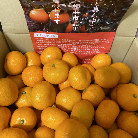 販売終了】南柑20号10kg(玉津みかん) - 愛媛県産玉津