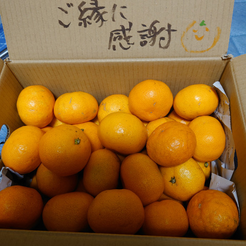 10kg】有田みかんS～Lサイズ混合：和歌山県の投稿｜食べチョク｜産地