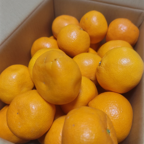 大玉4·5kg 　品種中生・訳あり和歌山みかん まるたま農園 大玉大粒有田みかん 箱込み5kg：和歌山県産のみかん