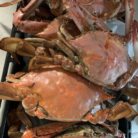 活梱包 日本三景松島産 ワタリガニ オス大サイズ ２ｋｇ 約６杯 宮城県のレビュー一覧 食べチョク 農家 漁師の産直ネット通販 旬の食材を生産者直送