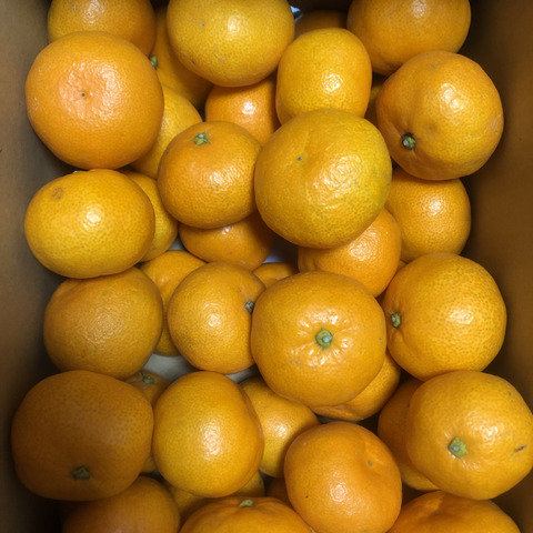 最高級】真穴（まあな）産地直送 極上みかん 2S～Sサイズ 3Kg やや