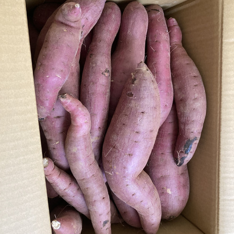 激安 訳あり！熟成紅はるか 10kg さつまいも：茨城県産のべにはるか 果物