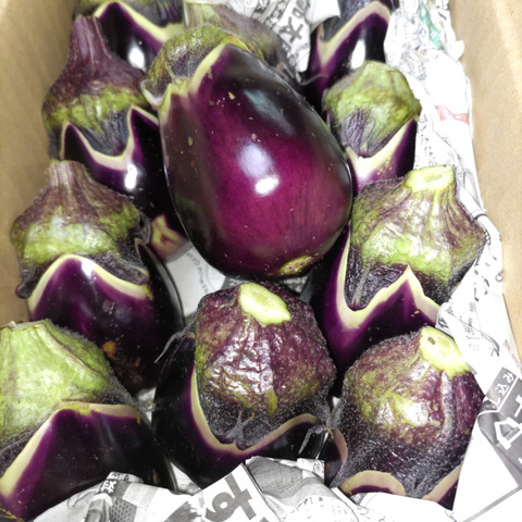 予約商品【りんごあめなす】絹皮水茄子 16個：新潟県産の絹皮水｜食べ