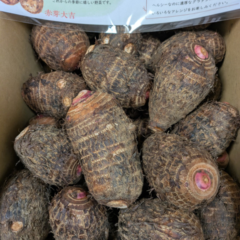 絶品！ほっくりコクうま！希少な赤芽サトイモ【5kg】：長崎県産の