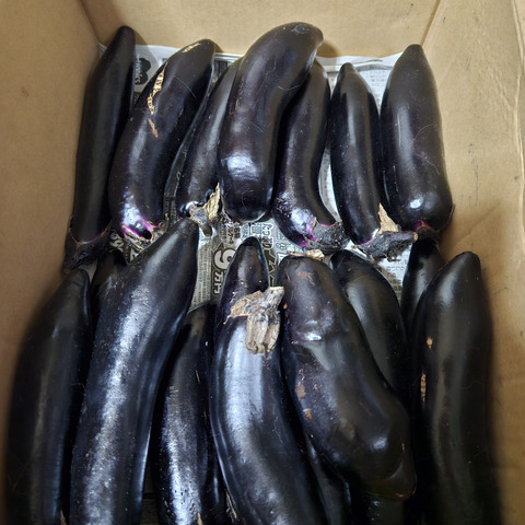訳あり】 長なす 群馬県東吾妻町産 4kg：群馬県産のその他ナス｜食べ