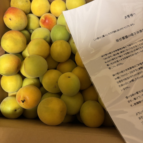 紀州南高梅 朝採り 当日発送 梅干用 優品 大きなサイズ 3L 4L