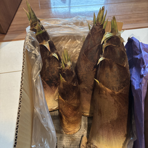 初物! お得10kg 千葉県産 糠付 大ぶり やわらかい たけのこ 当日収穫発送 春の味覚！朝採れ❣️たけのこ<千葉県産 4kg> 米ぬか、鷹の爪