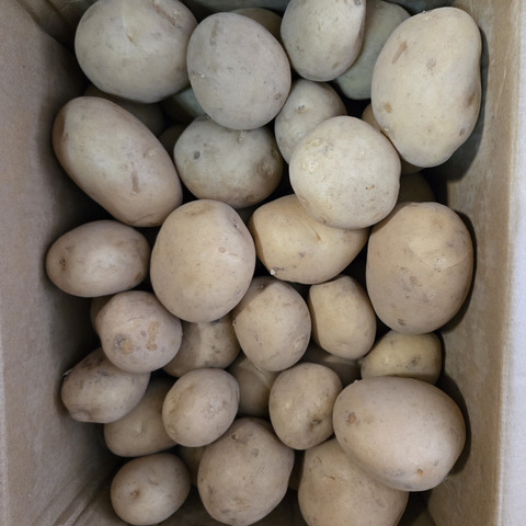 じゃがいも 種子島産 新じゃがいも S・M・Lサイズ 3kg｜みずみずしくほくほく