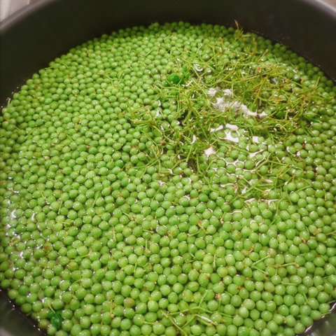 実山椒 山椒の実 200g 山椒：青森県産の実山椒｜食べチョク｜産地直送