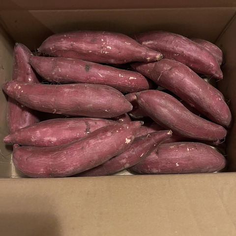 新芋】シルクスイート Mサイズ 10kg さつまいも：茨城県産の