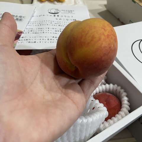 新鮮な赤色スモモ複数個入り おかざき農園オンラインショップ / 桃 あかつき 2Kg(7個～8個入り)
