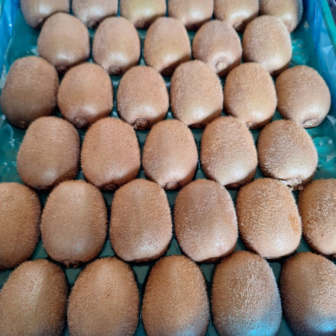 2年連続受賞】下仁田町産キウイフルーツ（Lサイズ/30個入）：群馬県産