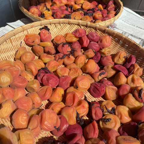 特別栽培】和歌山県産 南高梅 3Lサイズ(梅干し用)10kg：和歌山県産の南