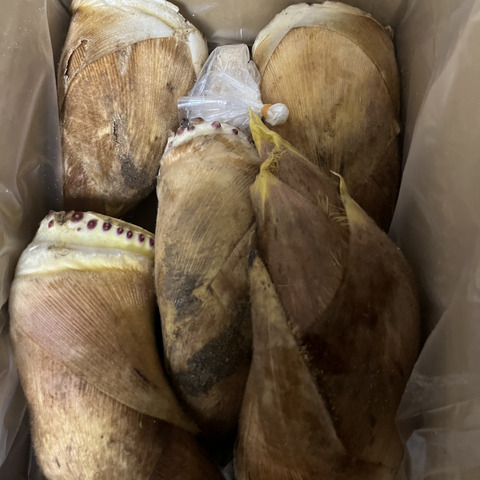 2kg）正真正銘の木津川市山城町産筍！朝堀りたけのこ！※予約