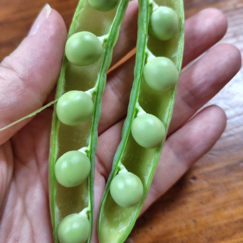 クール便配送】うすいえんどう(ウスイエンドウ) 和歌山の春をお届けし