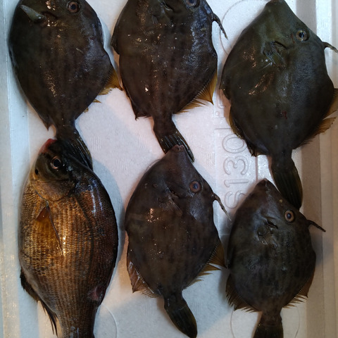 小豆島の海の恵み 旬のお魚お任せ鮮魚ハーフセット ５ ７匹 香川県のレビュー一覧 食べチョク 産地直送 産直 お取り寄せ通販 農家 漁師から旬の食材を直送