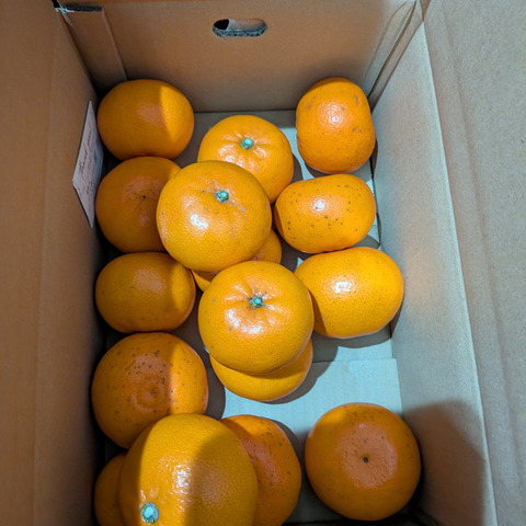 極ウマせとか 約5kg 【訳あり品、ご家庭用】：三重県産のみかん
