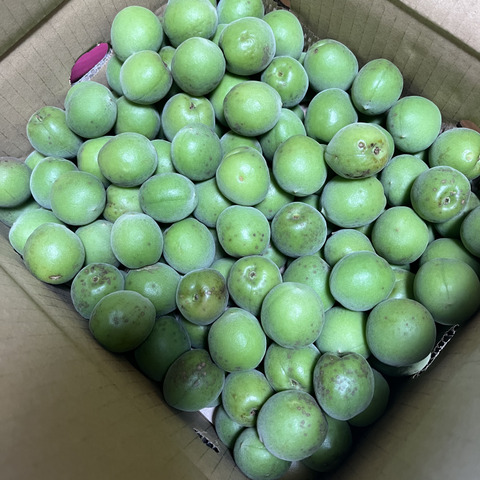 断捨離ママさん専用　無農薬　白加賀　梅 断捨離ママさん専用 無農薬 白加賀 梅