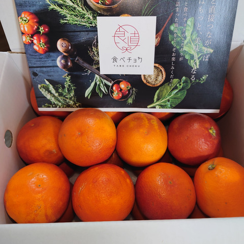 稀少高級品種【ブラッドオレンジ】コクのある甘味と絶妙な酸味！ご家庭