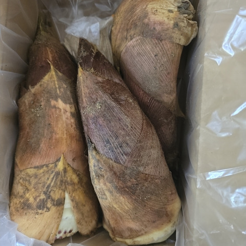 2kg）正真正銘の木津川市山城町産筍！朝堀りたけのこ！※予約