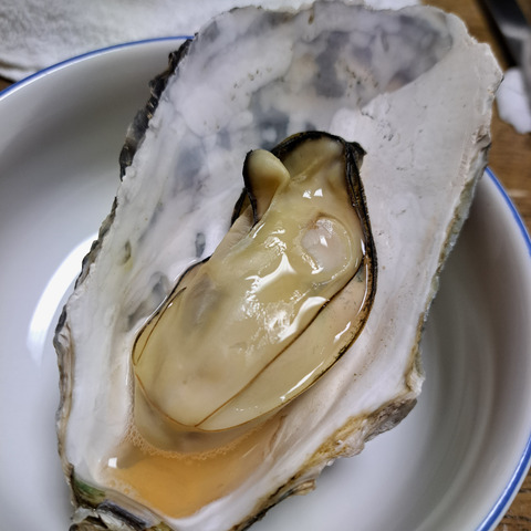 水産庁補助事業 送料無料】🦪 生食用4kg 殻付き 牡蠣 （28〜55粒