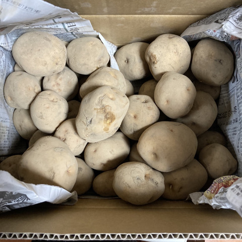 期間限定 訳アリじゃがいも キタアカリ 10 北海道のレビュー一覧 食べチョク 産地直送 産直 お取り寄せ通販 農家 漁師から旬の食材を直送
