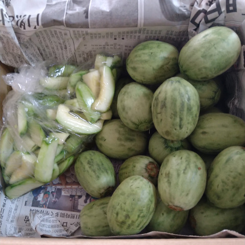（野菜と）ラジオ大好きっ子便　摘果　メロン　季節限定　20kg(箱込み) 季節限定』地元で大人気❣️摘果メロン《子メロン》(2kg)：茨城