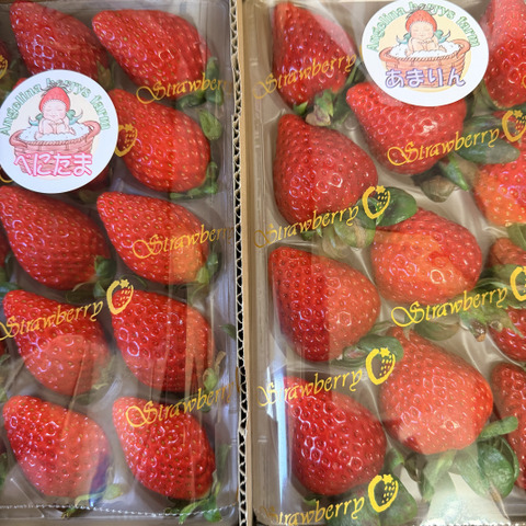 プレミアムいちご 『あまりん』と『べにたま』か『かおりん』の食べ