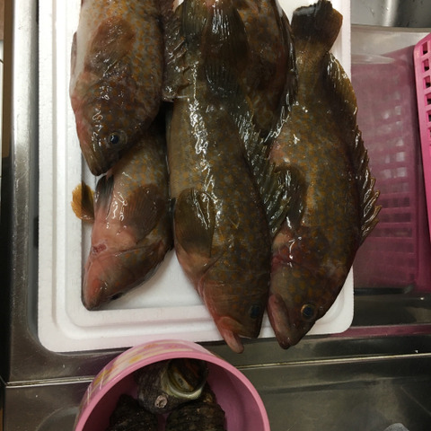 幻の魚 アコウ キジハタ 0 2 0 4 5匹 香川県のレビュー一覧 食べチョク 産地直送 産直 お取り寄せ通販 農家 漁師から旬の食材を直送 幻の魚 アコウ キジハタ 0 2 0 4 5匹 香川県のレビュー一覧 食べチョク 産地直送 産直 お取り寄せ通販 農家 漁師から旬の食材を直送