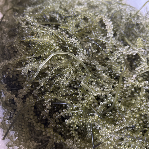 誠実 生産者直送】生海ぶどう(茎付き) 500g：沖縄県の投稿｜食べ 野菜