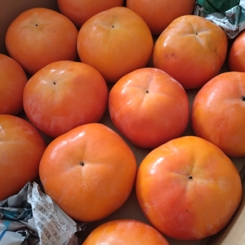 和歌山県産富有柿（家庭用）L.2Lサイズ14個〜16個 ※贈答用には向きませ