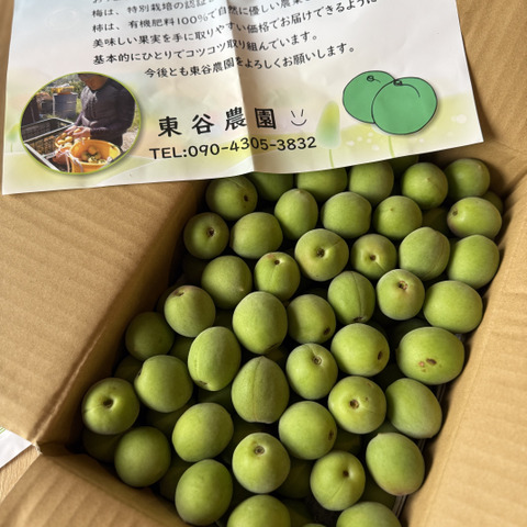 和歌山県産（梅酒·梅シロップ向け）古城梅 5kg（箱込み）【Lサイズ